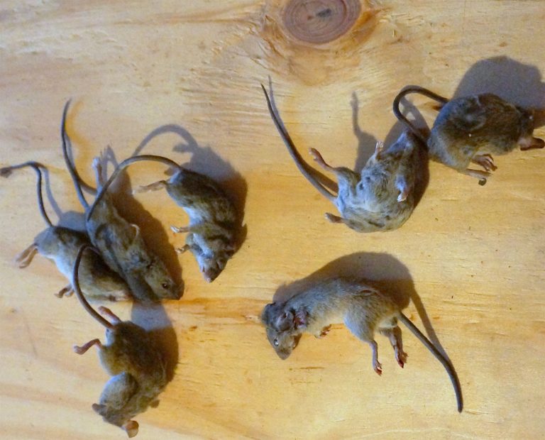 Mice Removal – Wildlife Removal Michigan