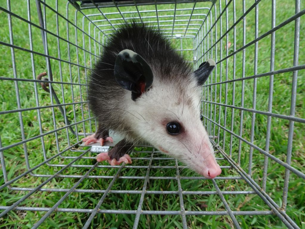 opossum_removal